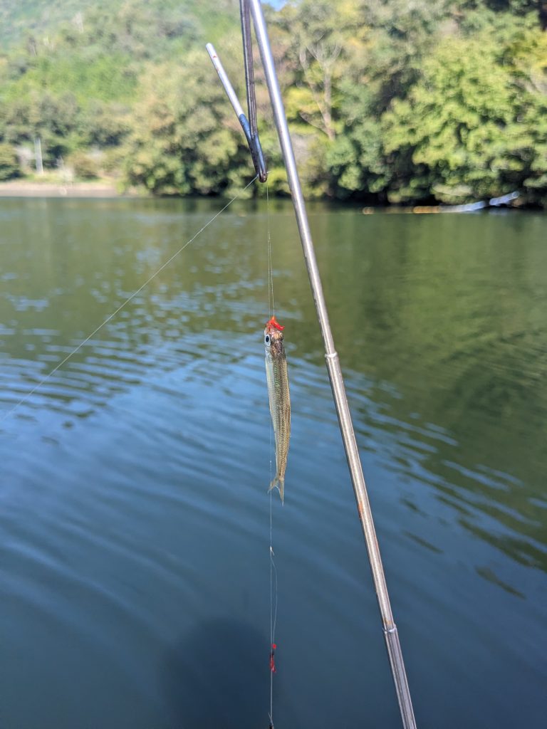 赤虫を咥えるわかさぎ